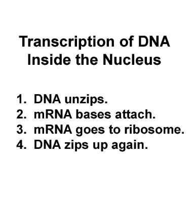 Step 1 - Transcription Occurs in the nucleus Here are the 5 steps involved: The DNA strand in nucleus unwinds and separates.