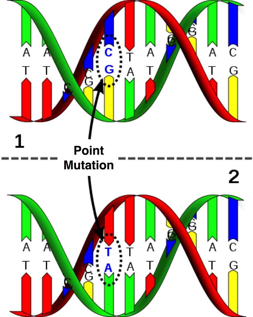 Point Mutations Point mutations are