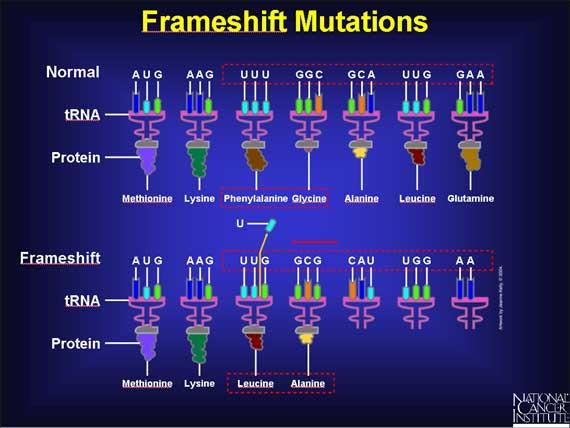 Frameshift Mutations Frameshift mutations occur when a nucleotide is