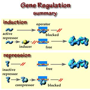 Gene Regulation Not all genes we have are expressed, or turned on, all of the time. Example: genes that code for liver enzymes are NOT turned on in nerve cells.