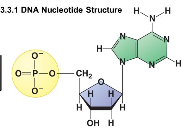 A nucleotide contains the following: A sugar