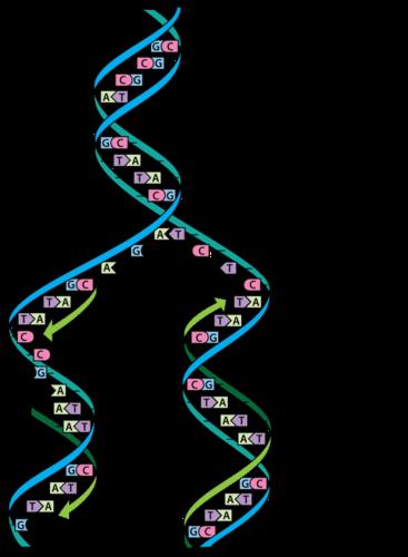 DNA Replication When a cell divides, how is more DNA made? DNA makes copies of itself through a process called replication: First, the DNA helix unwinds with the help of an enzyme called DNA helicase.
