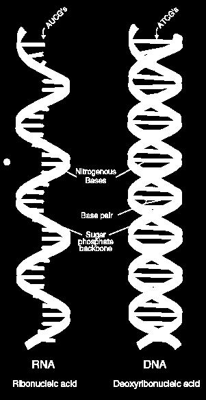 the differences between RNA and DNA: Number of