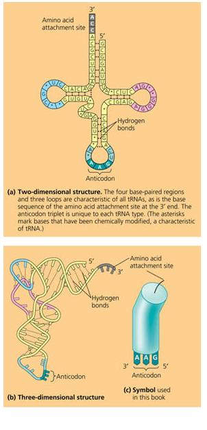 . Translation Uses trna to arrange amino acids in the correct order according to mrna sequence Builds a functional rotein Ribosome has three