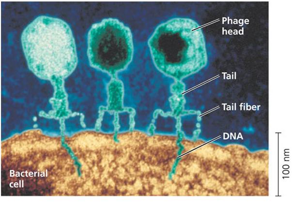 4. Hershey and Chase (1952) Used emerging technology to verify the work of Avery and Griffith and positively identify NA as the genetic molecule Virologists study the effect of Virus's Bacteriophage