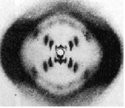 6. Rosalind Franklin (Early 1951 1952) Used new technology known as x ray imagery to take a photo of the NA molecule
