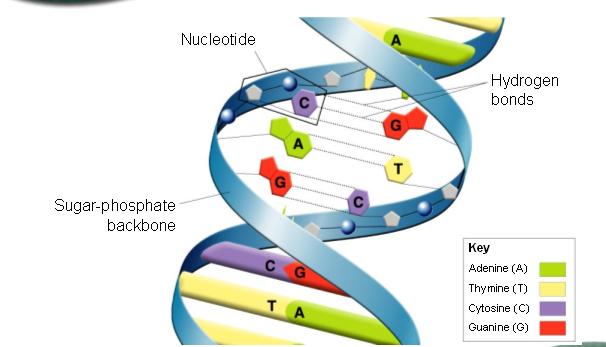 structure of NA was a ouble Helix ouble stranded molecule made up of eoxyribose sugar and hosphate backbone with