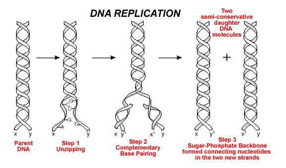 NA Replication: NA must be copied prior to its passing down to offspring (Mitosis and Meiosis) Three Step rocess 1.