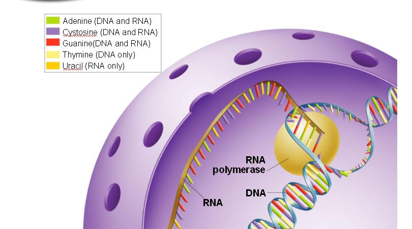 C. Transcription rocess by which NA is converted to mrna Very similar to NA Replication roduce single stranded mrna