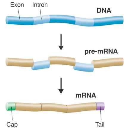 RNA Editing Introns- DNA nucleotide sequences that are not involved in coding for proteins.