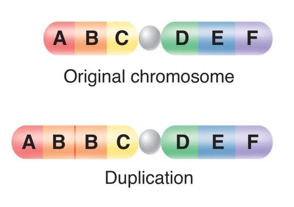 Mutations Chromosomal