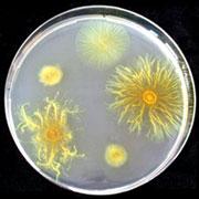 Metagenomics " The study of the DNA of uncultured organisms " > 99% of all microbes
