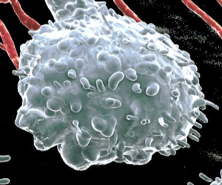 Avacta s Immuno-oncology Strategy