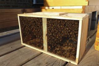 Bee Well Honey has been providing quality bee packages to area beekeepers for many years. Order early for best date selection.