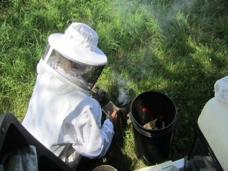 Smoker Smoke: Masks alarm pheromones Triggers instinct to retreat to hive Bees may