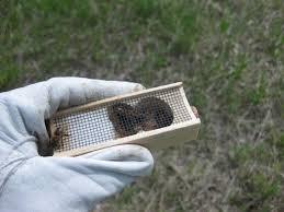 Getting your bees If you want a hive to be productive, start it in late spring or early summer. You can start by: 1. Ordering a Package- a 3 lb package is about 12-13,000 bees.