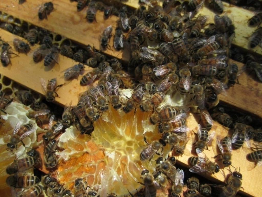 Burr Comb Remove burr comb as you work bees and