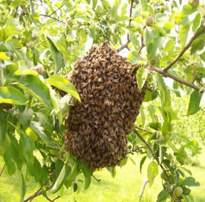 Swarms Active swarm in tree Natural mode of