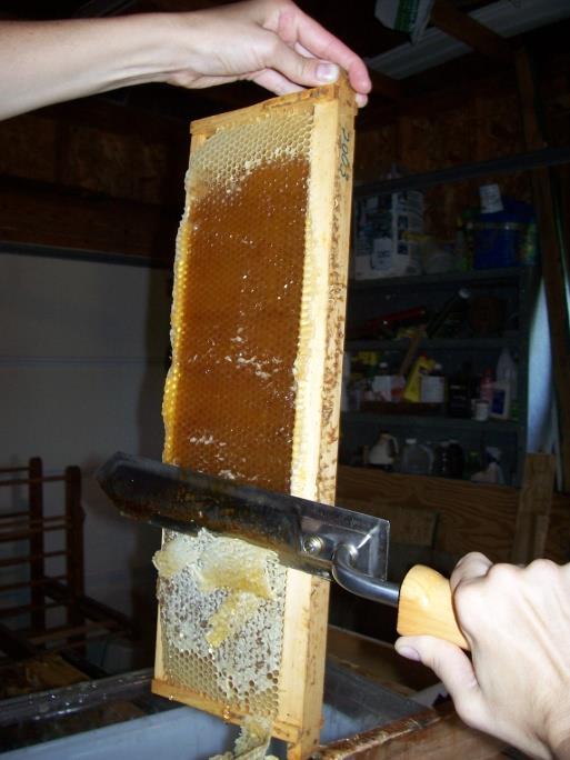 knife to melt wax cappings, centrifugal turning extractor to spin honey out of frames.