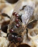 Varroa Mites Varroa Mites are external parasite of bees,