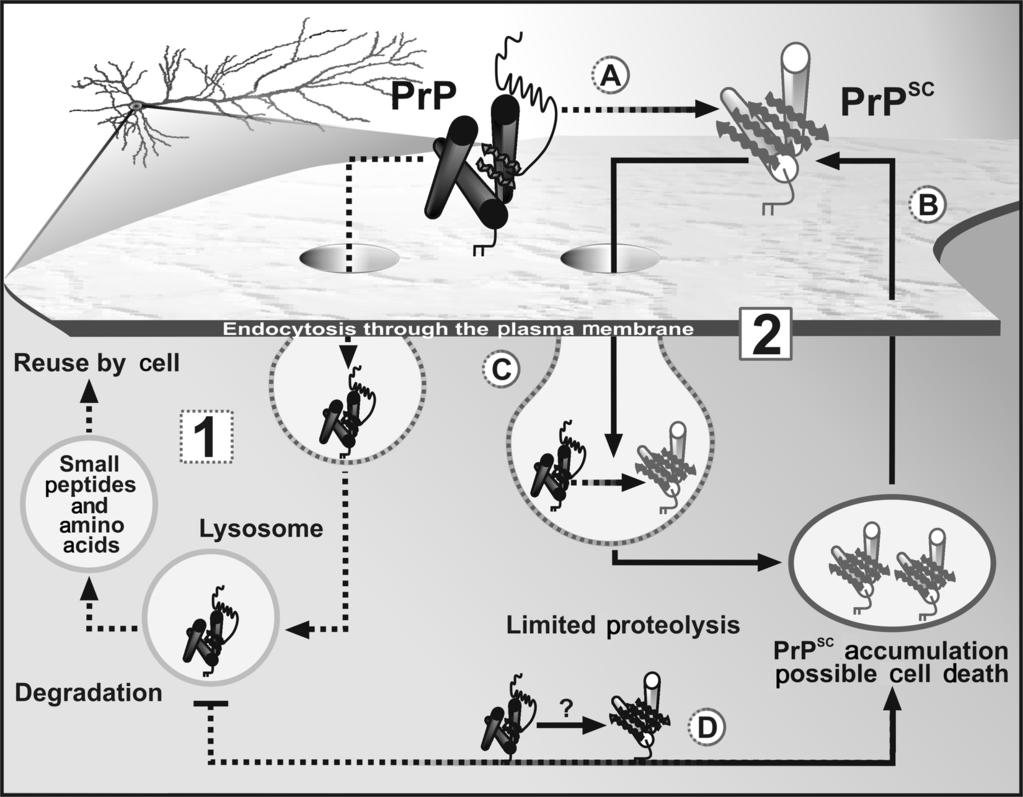 BSE Biology 1457 Figure 1. Cellular processing of PrP. 1) Cellular PrP is processed like many other membrane-associated or extracellular proteins (1).