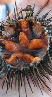 Slimeheads, Toothfish, Sea Urchin Slimehead = Orange Roughy Toothfish =