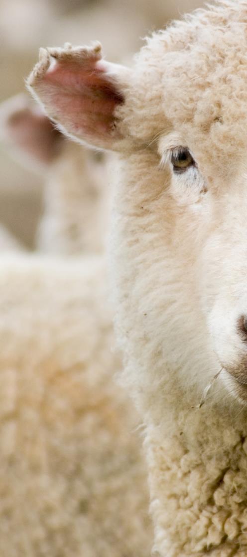 Prices stay high during seasonal lull The seasonal lull in lamb supply during October ensured that prices continued to hold above NZD 7/kg throughout the month.
