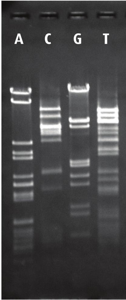 EDVO-Kit 120 DN FINERPRINTIN BY PCR MPLIFICTION INSTRUCTOR'S UIDE Experiment Results and nalysis (-)