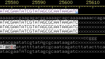 Figure 4: Sequence of right end of contig 4 from first round data, revealing what appears to be one end of the fosmid clone ending in restriction site GATC.