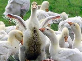 Geese Farm, active