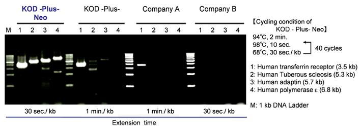 Performance data 3. Amplification from low copy templates Four genes were amplified using 0.