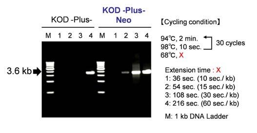 KOD -Plus- Neo successfully amplified all genes. Performance data 4. Elongation rate The β-globin gene (3.