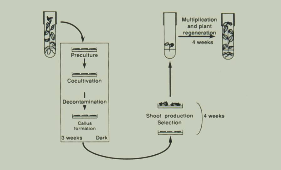 Summary of steps in regenerating