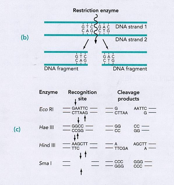 Restriction Enzymes cut DNA at specific DNA sequences
