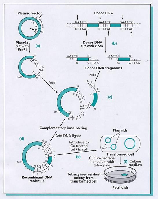 Boyer-Cohen Experiment, 1973 showed how genes could be cloned Plasmids are small, Circular DNA molecules that can replicate independently in a host