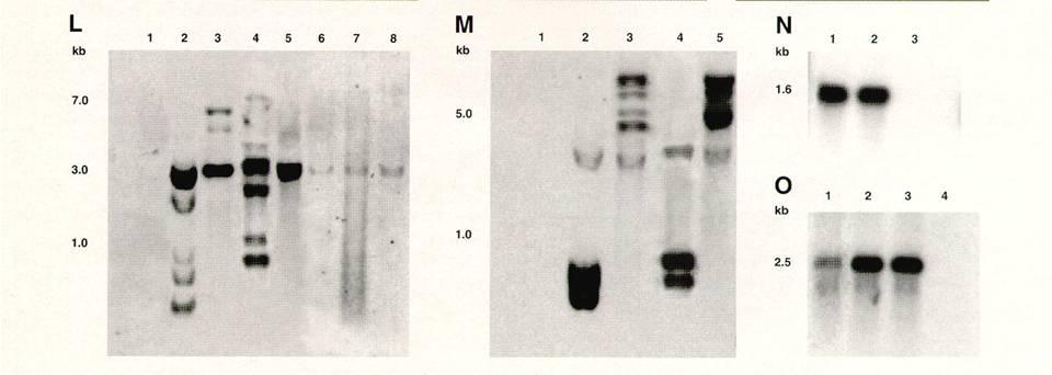 Southern (DNA) and northern (RNA) blots of transgenic cassava