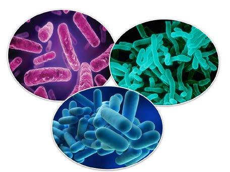 Background Information on Bacteria Bacteria are everywhere. Bacteria play all kinds of roles in the environment and living organisms. There are good bacteria and bad bacteria.
