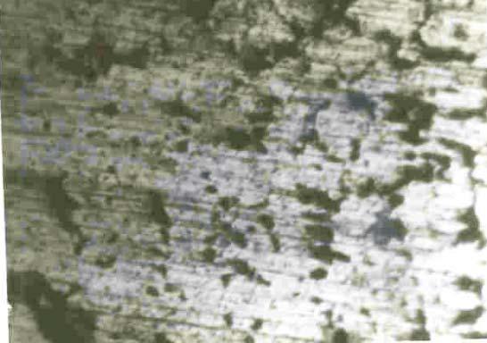 Heat-Treated) Etched in Acidified Iron (111) Chloride. (X1). Figure 4: Variation of Yield Strength with Figures 5-13 show the microstructure of the test samples. Figure 5 shows the as cast sample.