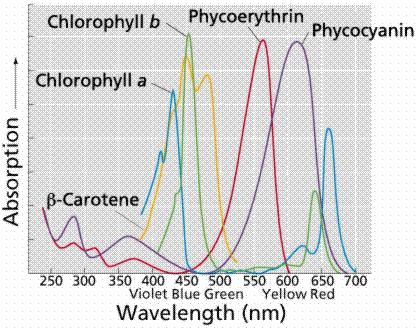 Phycoerythrin and phycocyanin are phycobilins associated with phycobiliproteins in phycobilisomes.