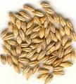Maize (3 years) wheat Soybean wheat Millet - Maize Variabili Sistema di di
