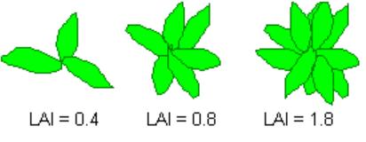 Effective LAI is one-half of the total area of light intercepted by leaves in 1 square meter.