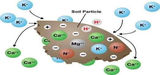CEC Major source of nutrients like K, Ca, Mg, NH 4, Zn, and Cu The higher the CEC: Longer the soil will hold