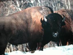 Page 1 of 5 Plant-eating animals such as bison release large amounts of biogas to the atmosphere.