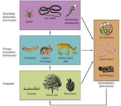 Trophic structure: The different feeding relationships in an