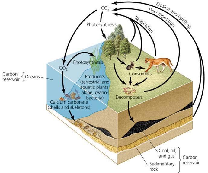 reservoirs Non living things abiotic reservoirs And they can