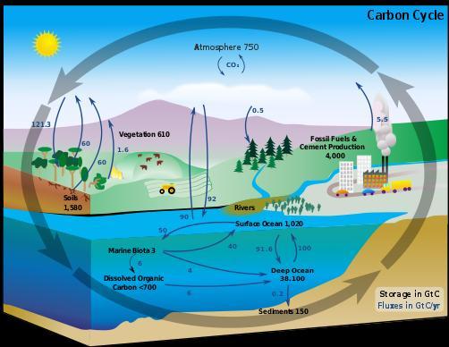 Gross terrestrial carbon sink (2.