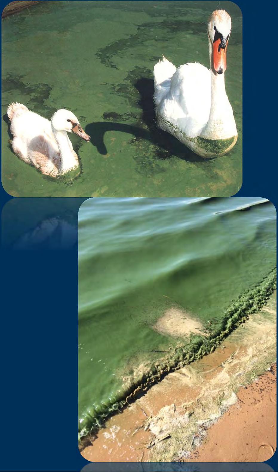 Approach Identify nutrient controlling algal blooms (AWRI) Nutrient bioassay, algal ID