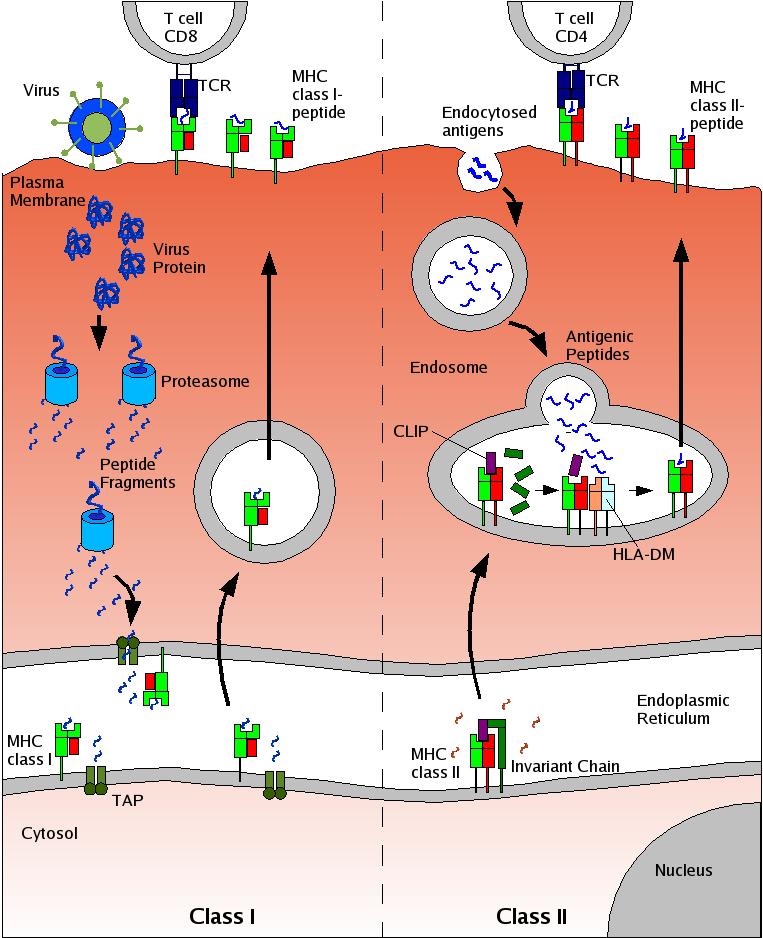 Human Leukocyte Antigens HLA proteins are essential components of immune system surveillance HLA-II expressed on APC to present antigens from outside the cell