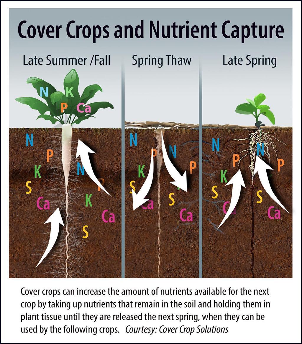 3. COVER CROP CAN SCAVENGE LEACHED NUTRIENTS Fibrous-rooted cereal grains scavenge excess N when planted soon after termination of last crop.