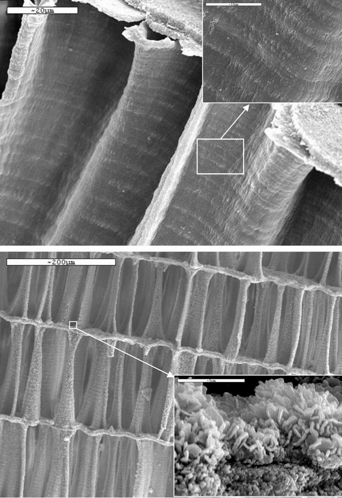 Fig. 3. SEM micrographs of () cuttlefish bone boiled with NaClO. The corrugated appearance of the pillars is shown in the insert.